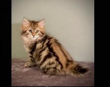 RARE AMERICAN BOBTAIL KITTENS - Photo 8