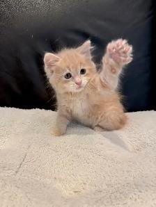 RARE AMERICAN BOBTAIL KITTENS - Photo 9