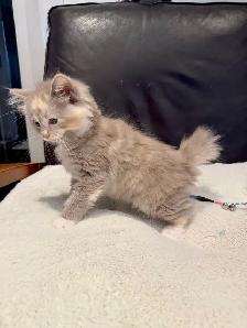 RARE AMERICAN BOBTAIL KITTENS - Photo 10