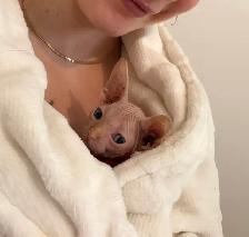 chaton spynx - Photo 2