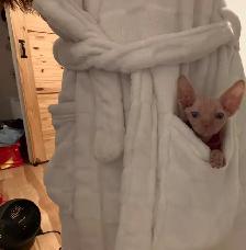 chaton spynx - Photo 3