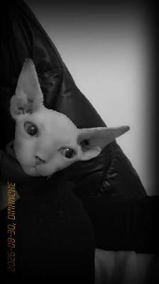 chaton spynx - Photo 4