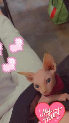 chaton spynx - Photo 5