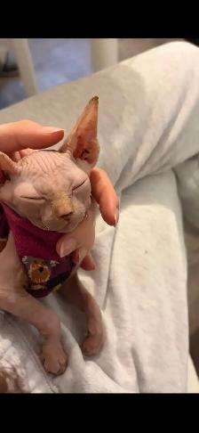 chaton spynx - Photo 6