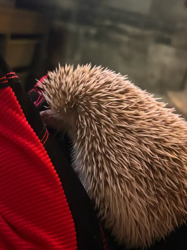 3 Month Old Female Hedgehogs