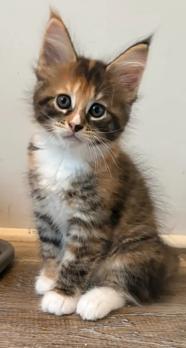 main coon