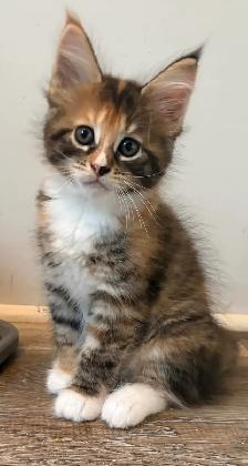 main coon