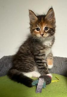 main coon - Photo 2