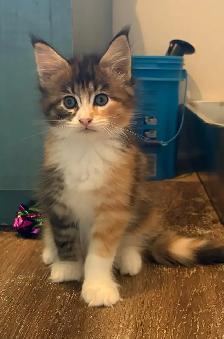 main coon - Photo 3