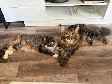 main coon - Photo 6