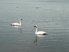 Lake Simcoe in Orillia 3 bedroom avail Sep 1 2026 - Photo 6