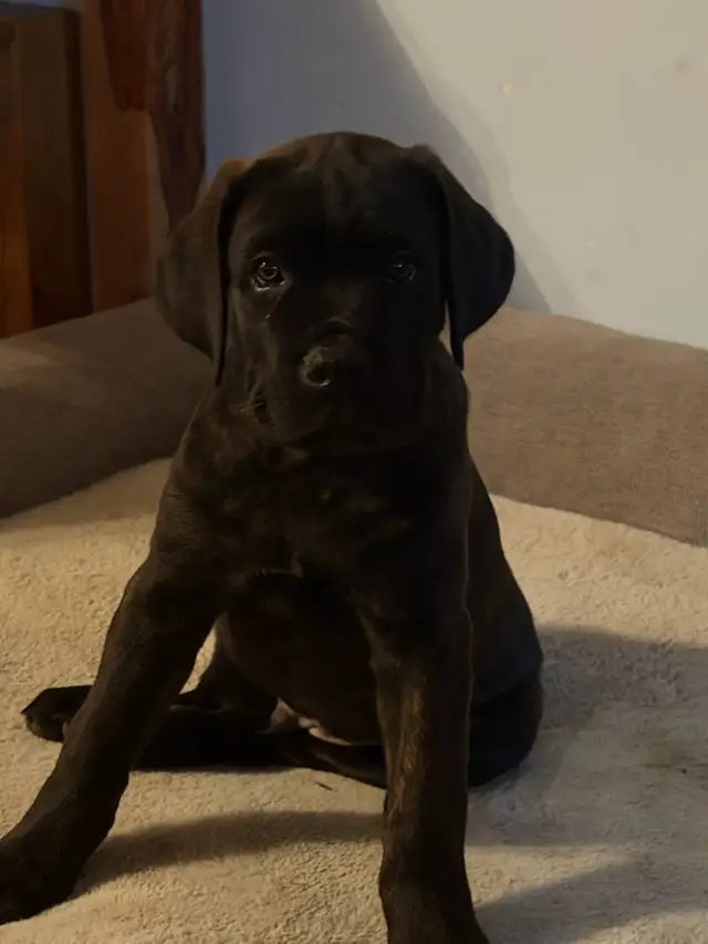 chiots  cane corso avec dogues de bordeaux