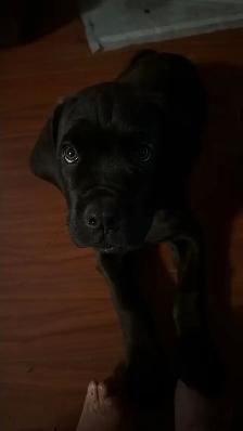 chiots  cane corso avec dogues de bordeaux - Photo 2
