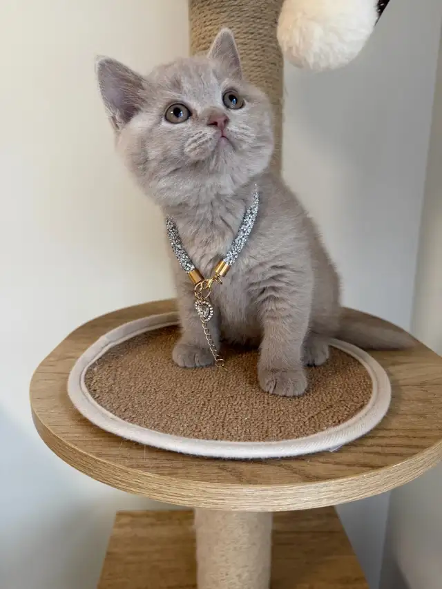 Purebreed British shorthair kitten for sale