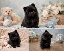 Pomeranien Tea cup