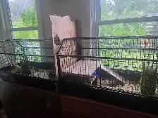 2 Large rodent cage with playspace