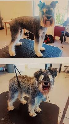 Function Not Fashion dog grooming - Photo 3