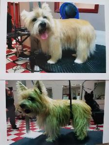 Function Not Fashion dog grooming - Photo 4