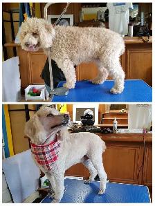 Function Not Fashion dog grooming - Photo 5