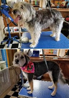 Function Not Fashion dog grooming - Photo 6
