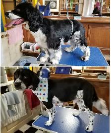 Function Not Fashion dog grooming - Photo 7