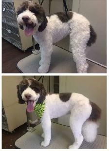 Function Not Fashion dog grooming - Photo 8