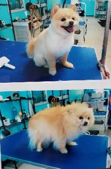 Function Not Fashion dog grooming - Photo 9