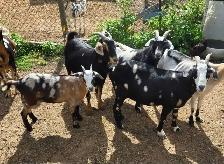 Goats For Sale By Auction
