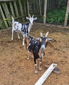 Goats For Sale By Auction - Photo 2