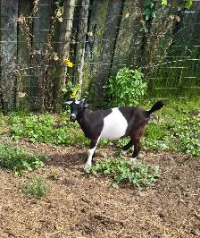 Goats For Sale By Auction - Photo 3