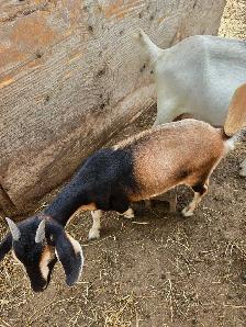 Goats For Sale By Auction - Photo 4