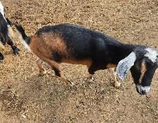 Goats For Sale By Auction - Photo 5