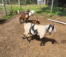 Goats For Sale By Auction - Photo 6
