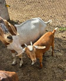 Goats For Sale By Auction - Photo 7
