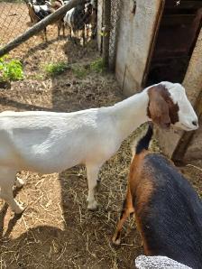 Goats For Sale By Auction - Photo 8