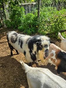 Goats For Sale By Auction - Photo 9