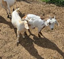 Goats For Sale By Auction - Photo 10