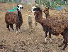 Alpacas For Sale