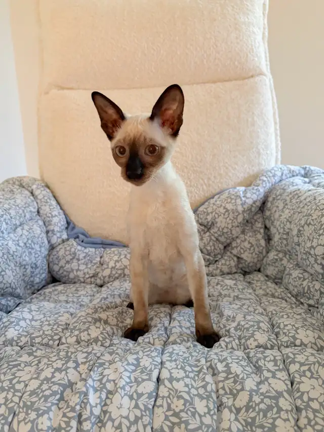 Chaton Rex Cornish