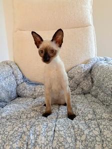 Chaton Rex Cornish