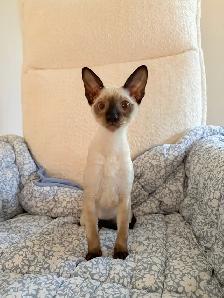 Chaton Rex Cornish - Photo 2