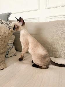 Chaton Rex Cornish - Photo 3