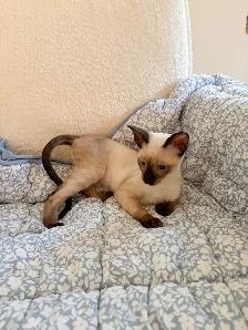 Chaton Rex Cornish - Photo 4