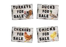 Poultry For Sale by Auction