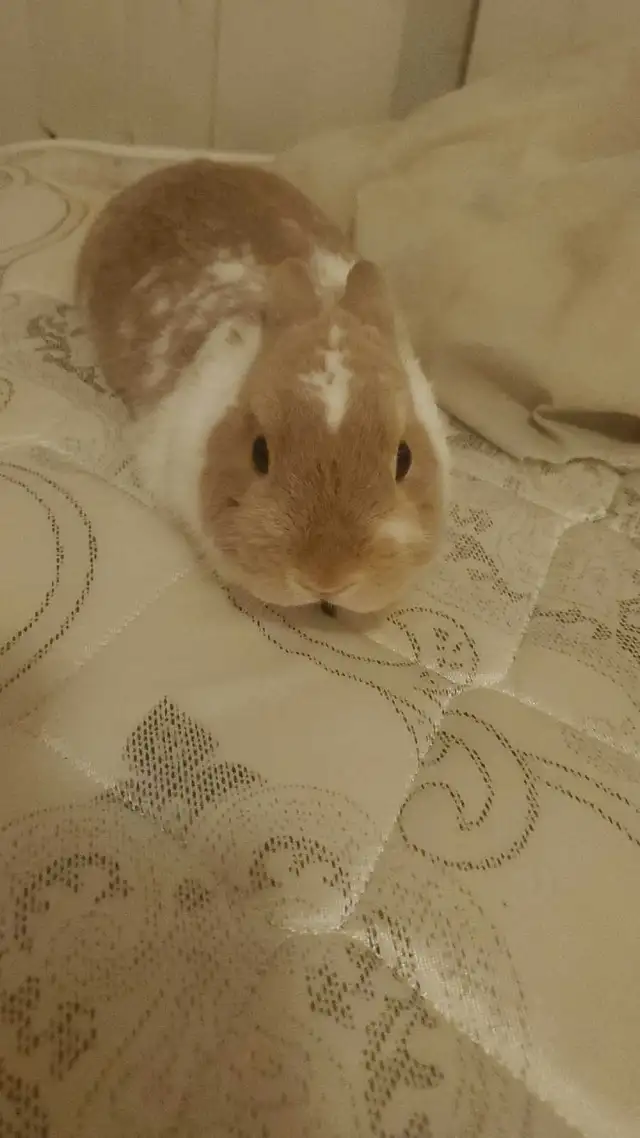 lapin nain