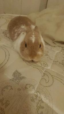 lapin nain
