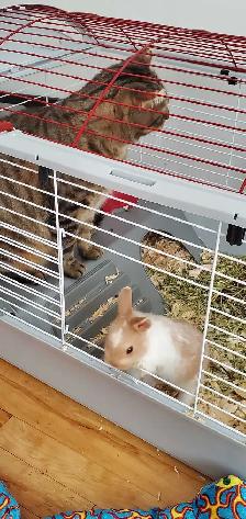 lapin nain - Photo 2