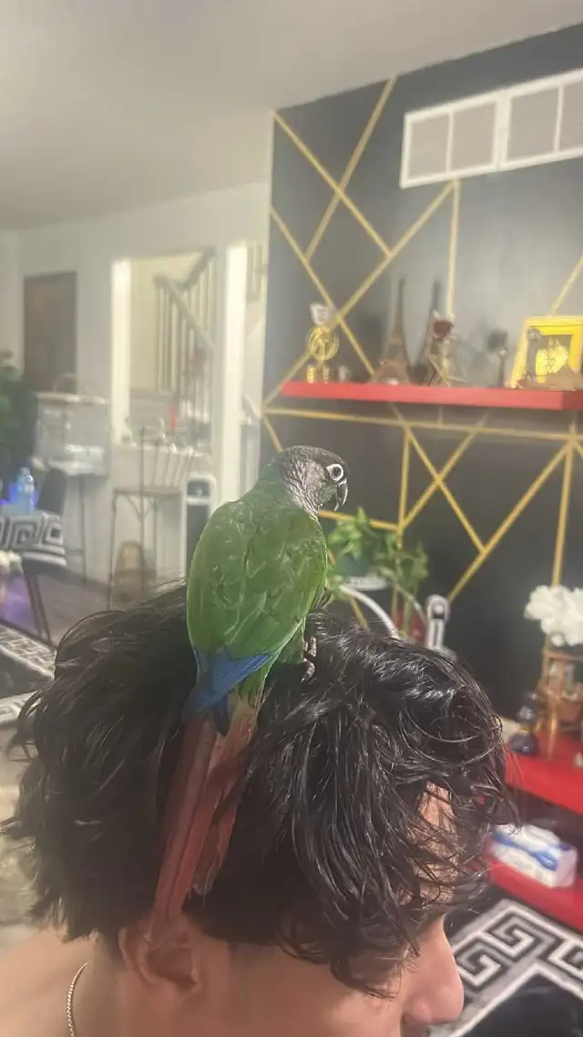 Green, check conure