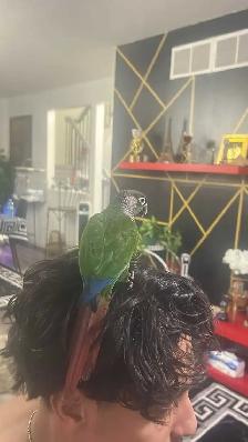 Green, check conure