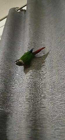 Green, check conure - Photo 2